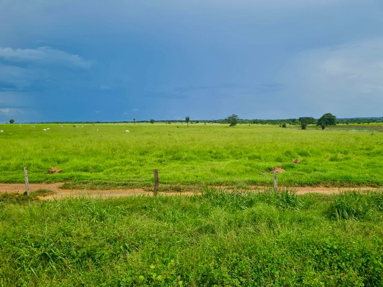 Imagem Fazenda à Venda, 1115 m² em ZONA RURAL - Mundo Novo