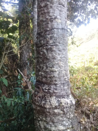 Imagem Terreno à Venda, 123.000 m² em Zona Rural - Santa Bárbara do Tugúrio