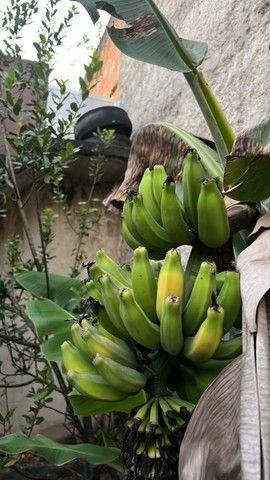 Imagem Chácara com 3 Quartos à Venda, 200 m²em Santa Cruz - Rio de Janeiro