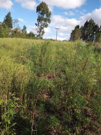 Chácara à Venda, 31.460 m² em LEÃO - Agudos do Sul