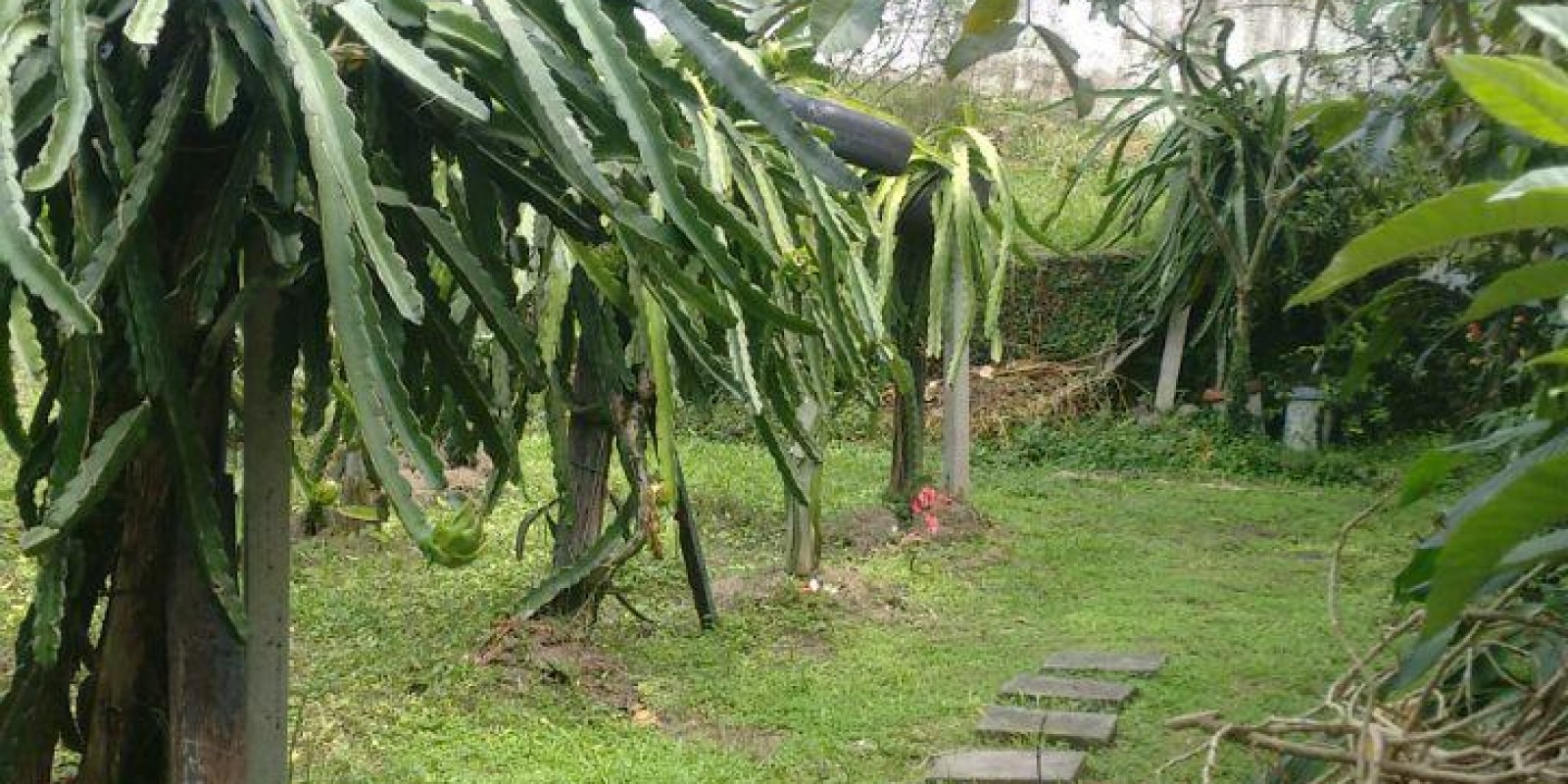 Imagem Chácara com 3 Quartos à Venda,  em Centro Sede - Santa Isabel