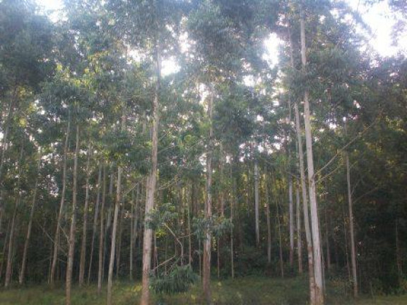 Imagem Terreno à Venda, 70.000 m² em Morro Chato - Turvo