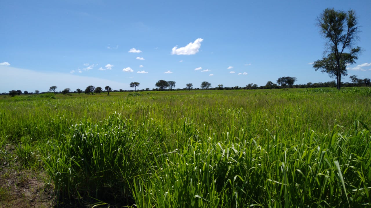 Imagem Fazenda à Venda, 543 Alq GOem Zona Rural - Cocalinho