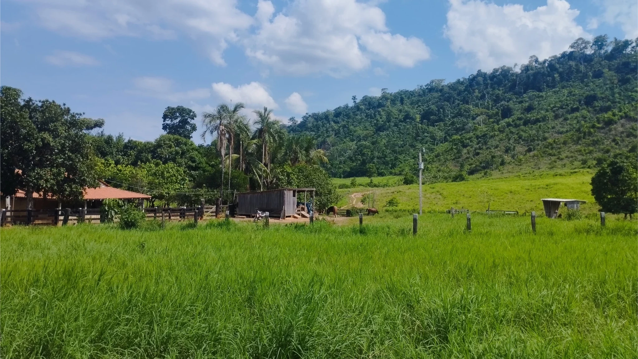 Foto do imóvel: Fazenda à Venda, 58 Alq. GO em São Félix do Xingu - São Félix do Xingu