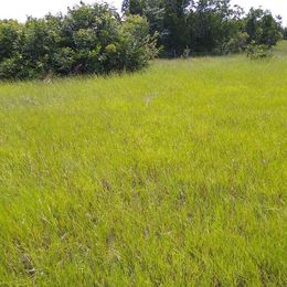Imagem Fazenda à Venda, 8 HAem ZONA RURAL - Cocalinho