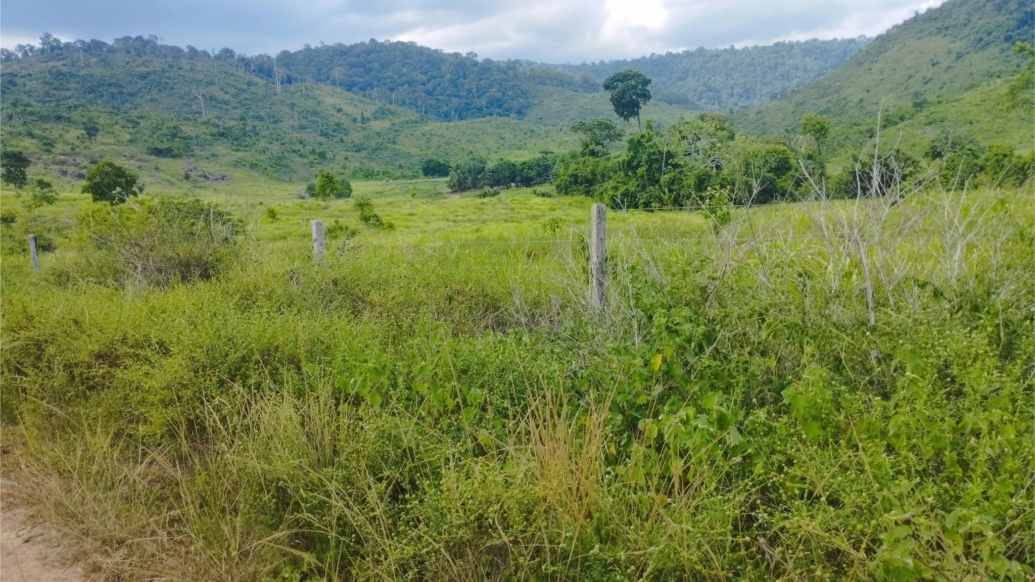 Foto do imóvel: Fazenda à Venda, 58 Alq. GO em São Félix do Xingu - São Félix do Xingu