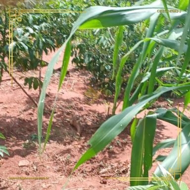 Imagem Terreno à Venda, 250 m² em Jardim Monte Mor - Botucatu