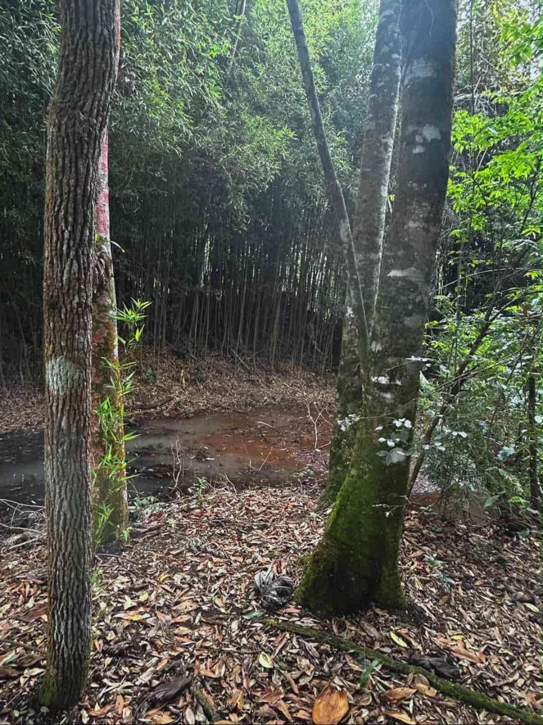 Imagem Chácara com 3 Quartos à Venda, 180 m² em Colinas - Poços de Caldas