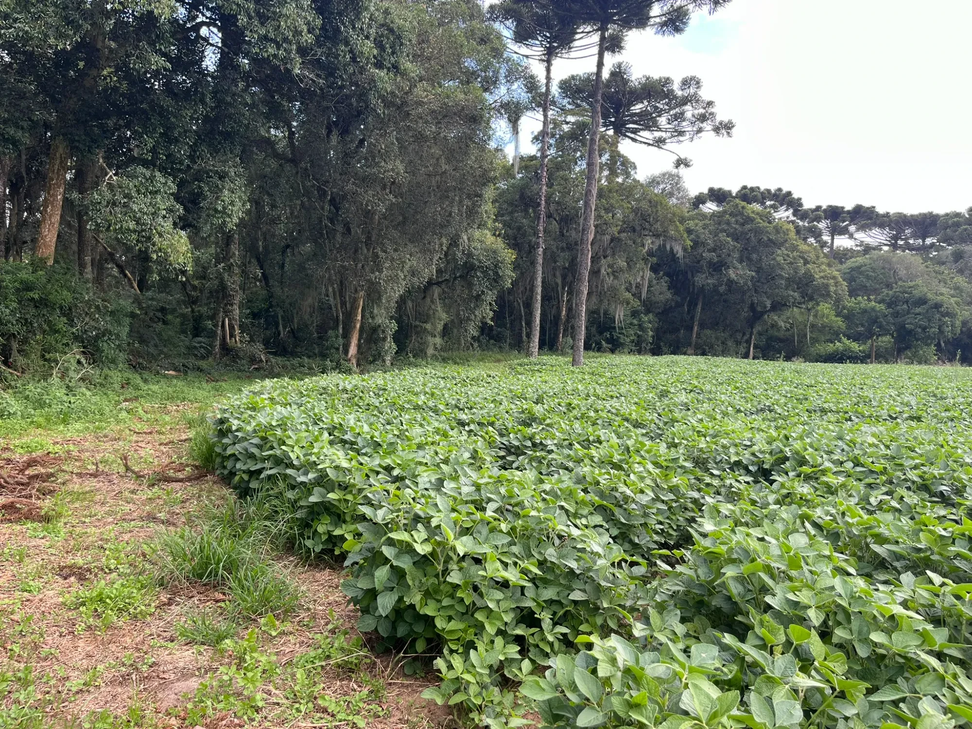Foto do imóvel: Chácara à Venda, 20000 m² em São Marcos - São José dos Pinhais