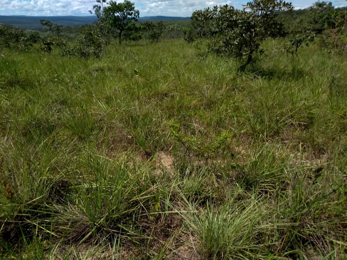 Imagem Fazenda à Venda, 64 Alq. GO em Zona Rural - Ribeirãozinho