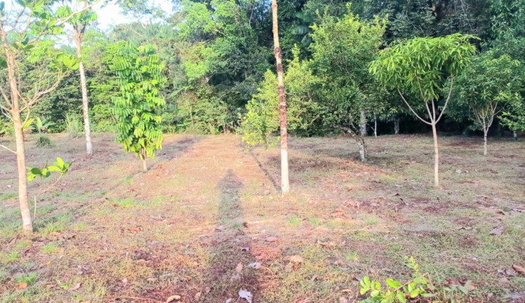 Imagem Chácara com 5 Quartos à Venda, 980 m² em Apeu - Castanhal
