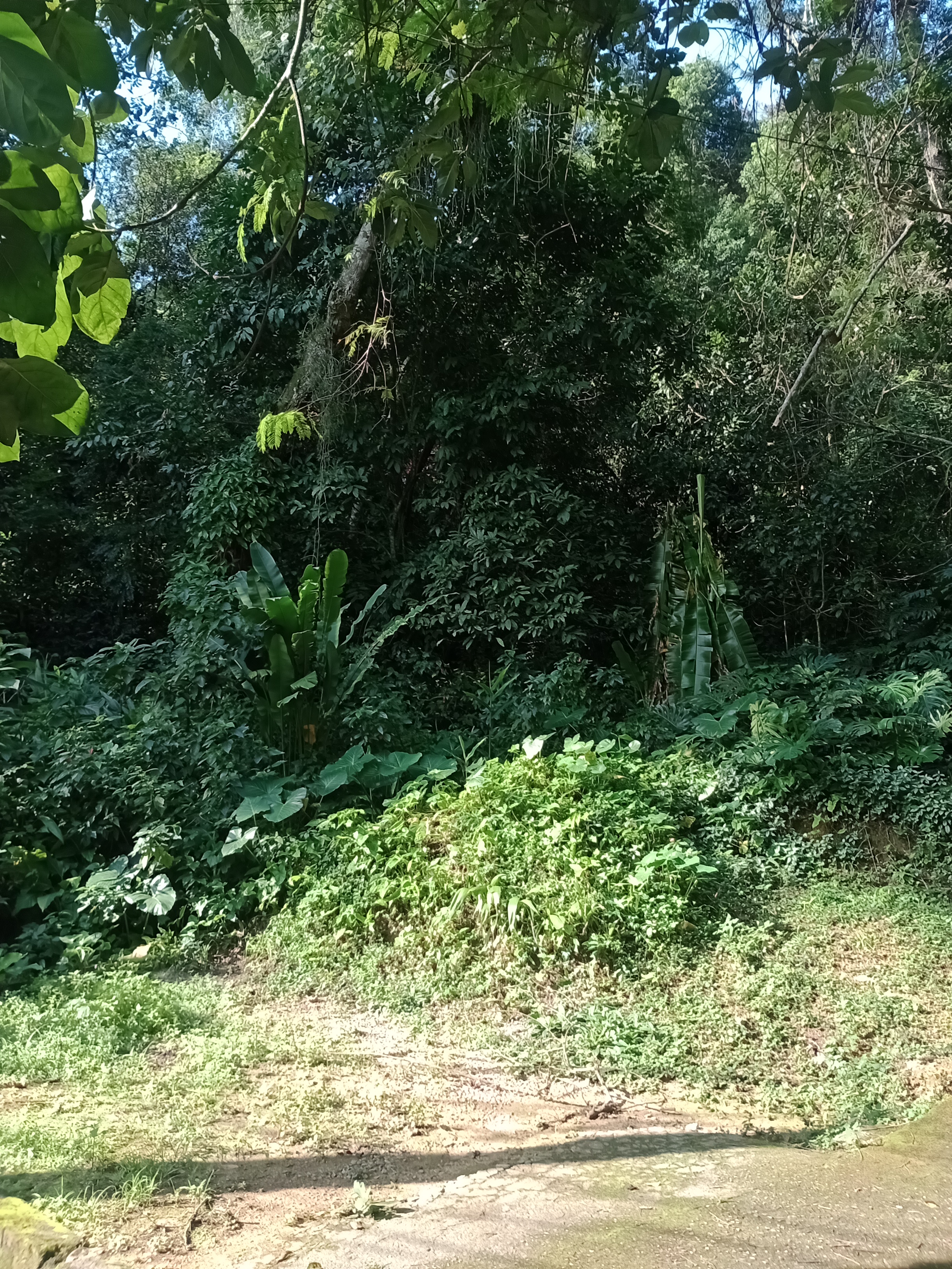 Imagem Terreno à Venda, 12.653 m² em Alto da Boa Vista - Rio de Janeiro