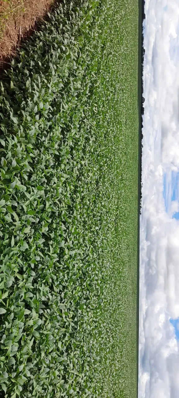 Imagem Fazenda à Venda, 55 Alq. GO em Montividiu - Montividiu