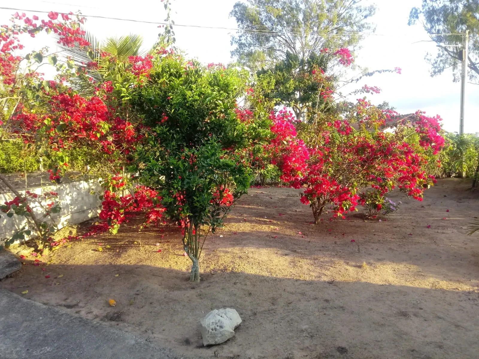 Imagem Chácara com 3 Quartos à Venda, 300 m² em Chã Grande - Chã Grande