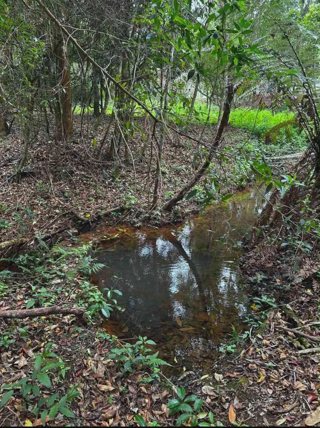 Imagem Chácara com 3 Quartos à Venda, 180 m² em Colinas - Poços de Caldas