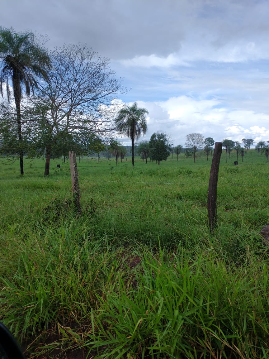 Imagem Fazenda à Venda, 2 HAem Zona Rural - Campinápolis