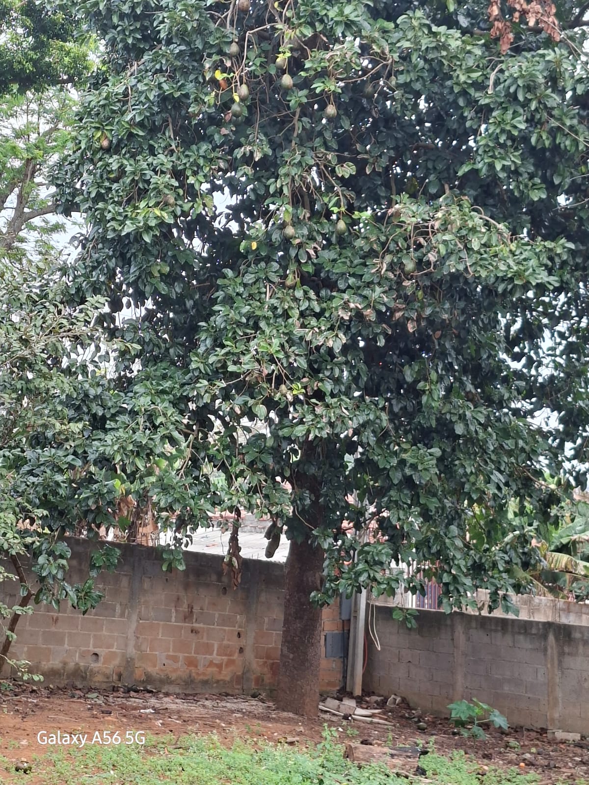 Imagem Terreno à Venda, 500 m² em Granjas Panorama - Taubaté