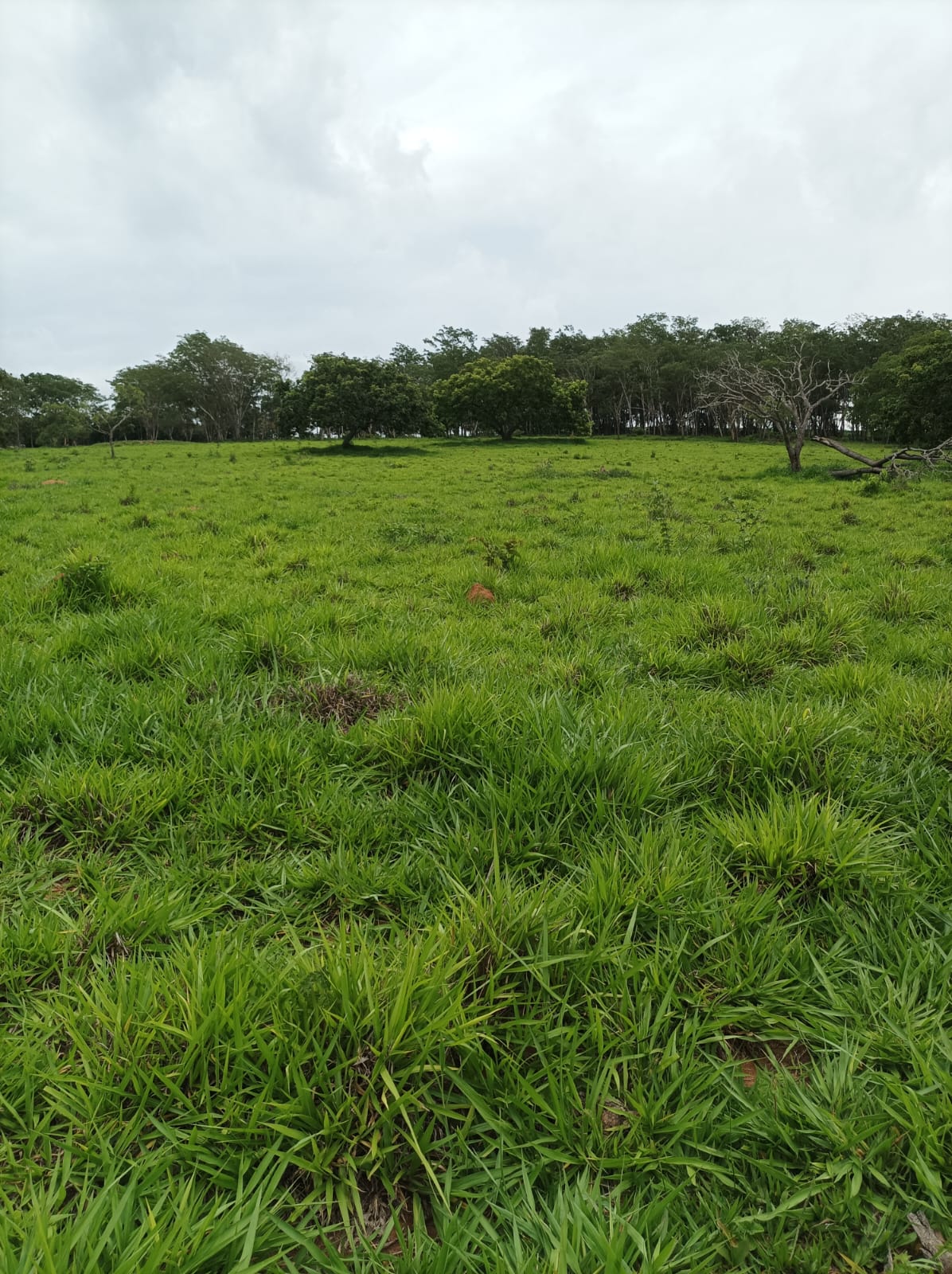 Imagem Fazenda à Venda, 78 HAem zona rural - Cláudio