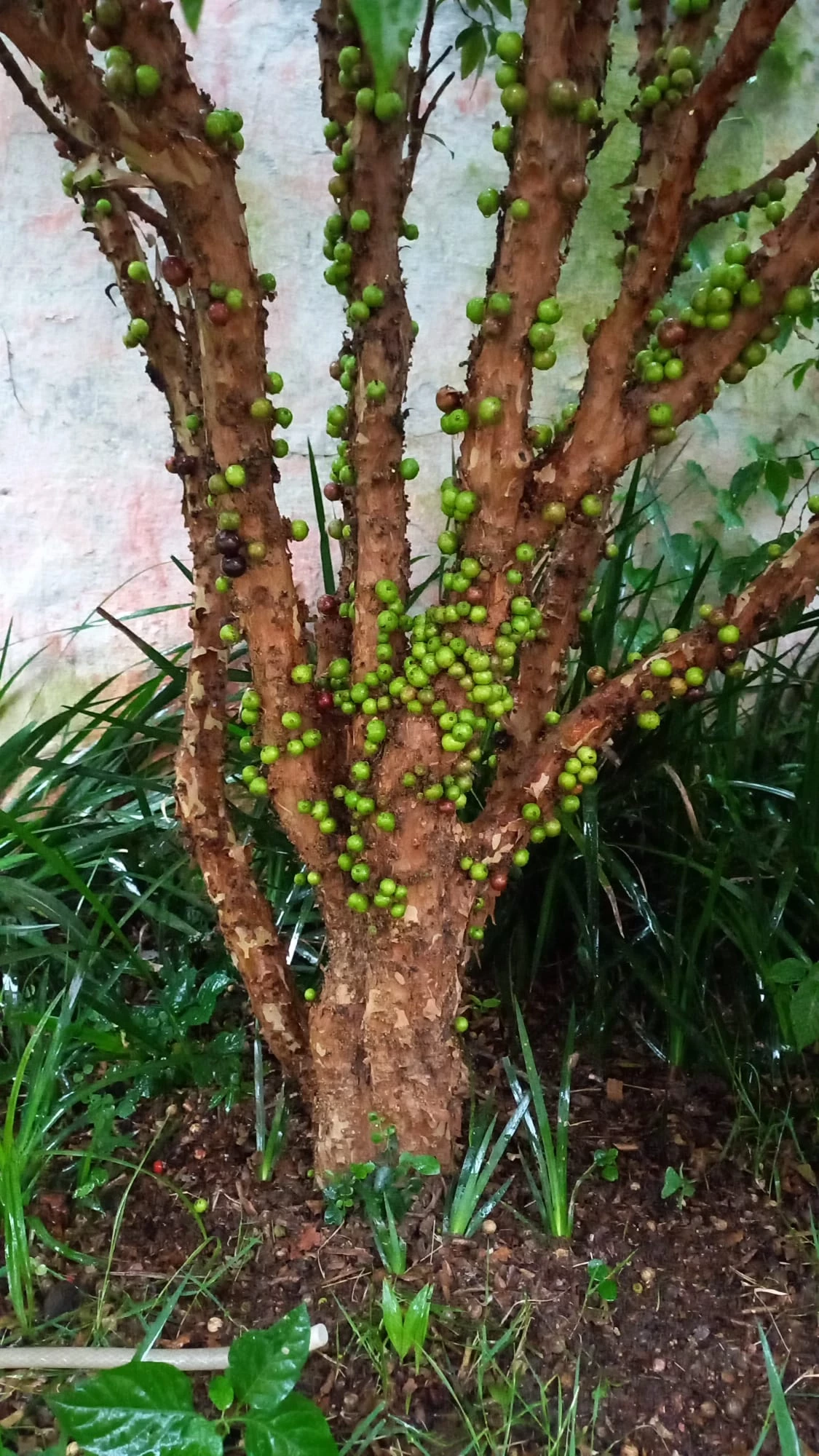 Imagem Casa com 3 Quartos à Venda, 244 m² em Vila Cordeiro - São Paulo
