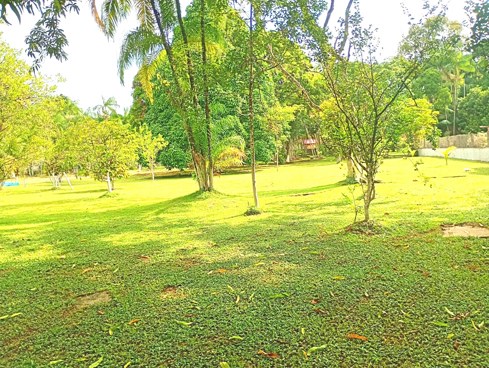 Imagem Chácara com 3 Quartos à Venda, 15 m²em Pau Darco - Santa Bárbara do Pará