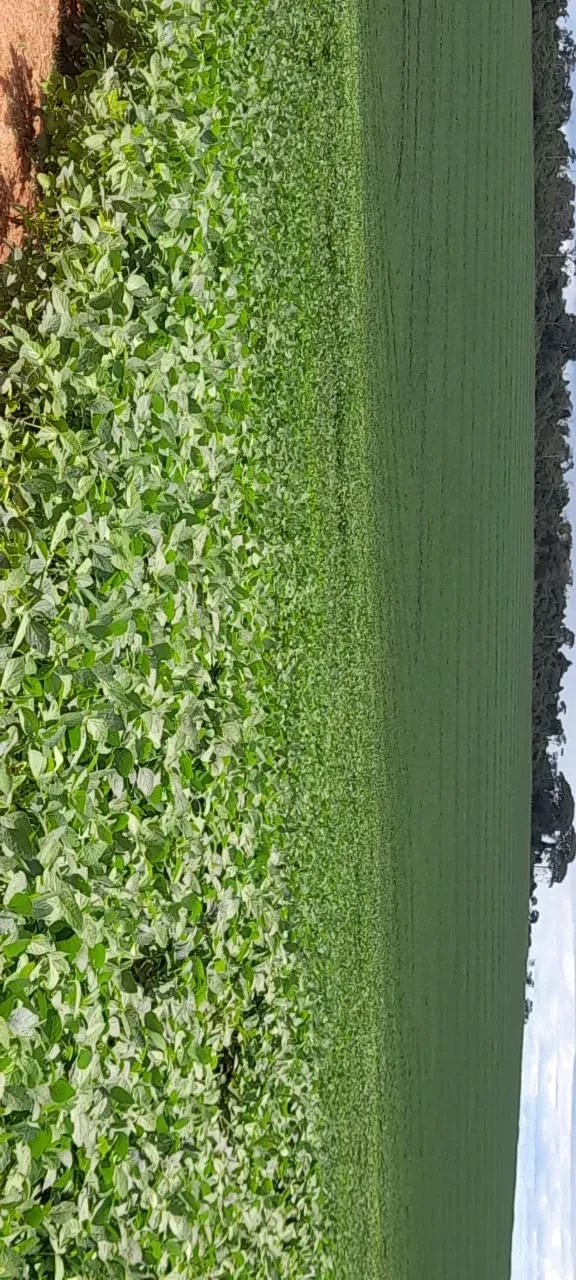 Fazenda à Venda, 55 Alq. GO em Montividiu - Montividiu