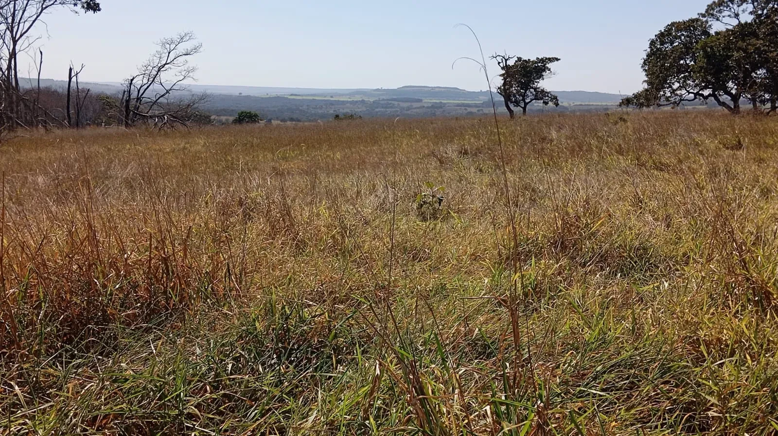 Imagem Fazenda à Venda, 24 Alq. GO em Área Rural de Jataí - Jataí
