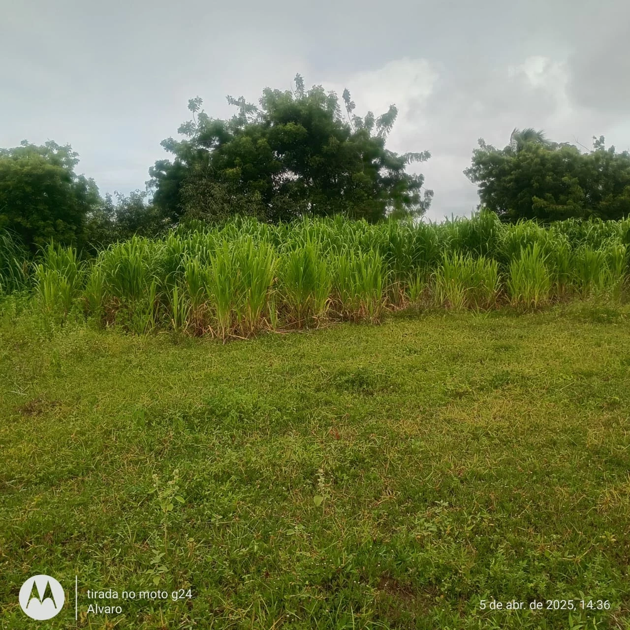 Imagem Fazenda à Venda, 14 HA em Vera Cruz - Vera Cruz