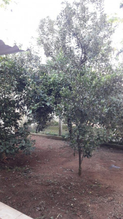 Imagem Casa de Condomínio com 4 Quartos à Venda, 260 m² em Botujuru - Mogi das Cruzes