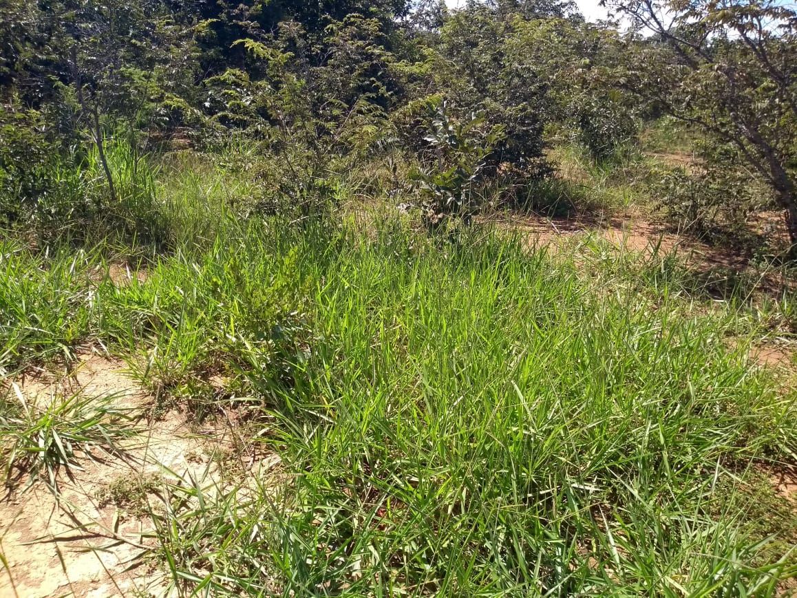 Imagem Fazenda à Venda, 64 Alq. GO em Zona Rural - Ribeirãozinho