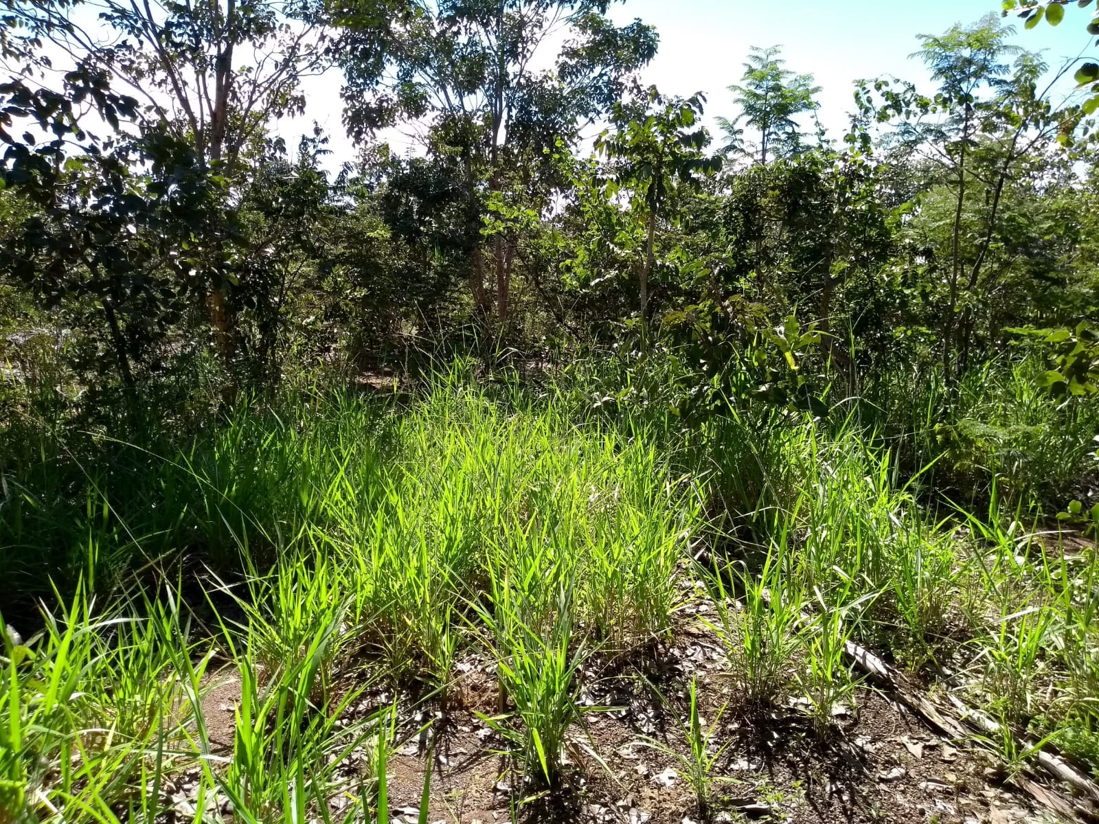 Imagem Fazenda à Venda, 64 Alq. GO em Zona Rural - Ribeirãozinho