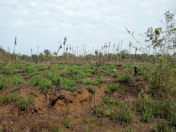 Imagem Terreno à Venda, 2.000 m² em Zona Rural - Humaitá