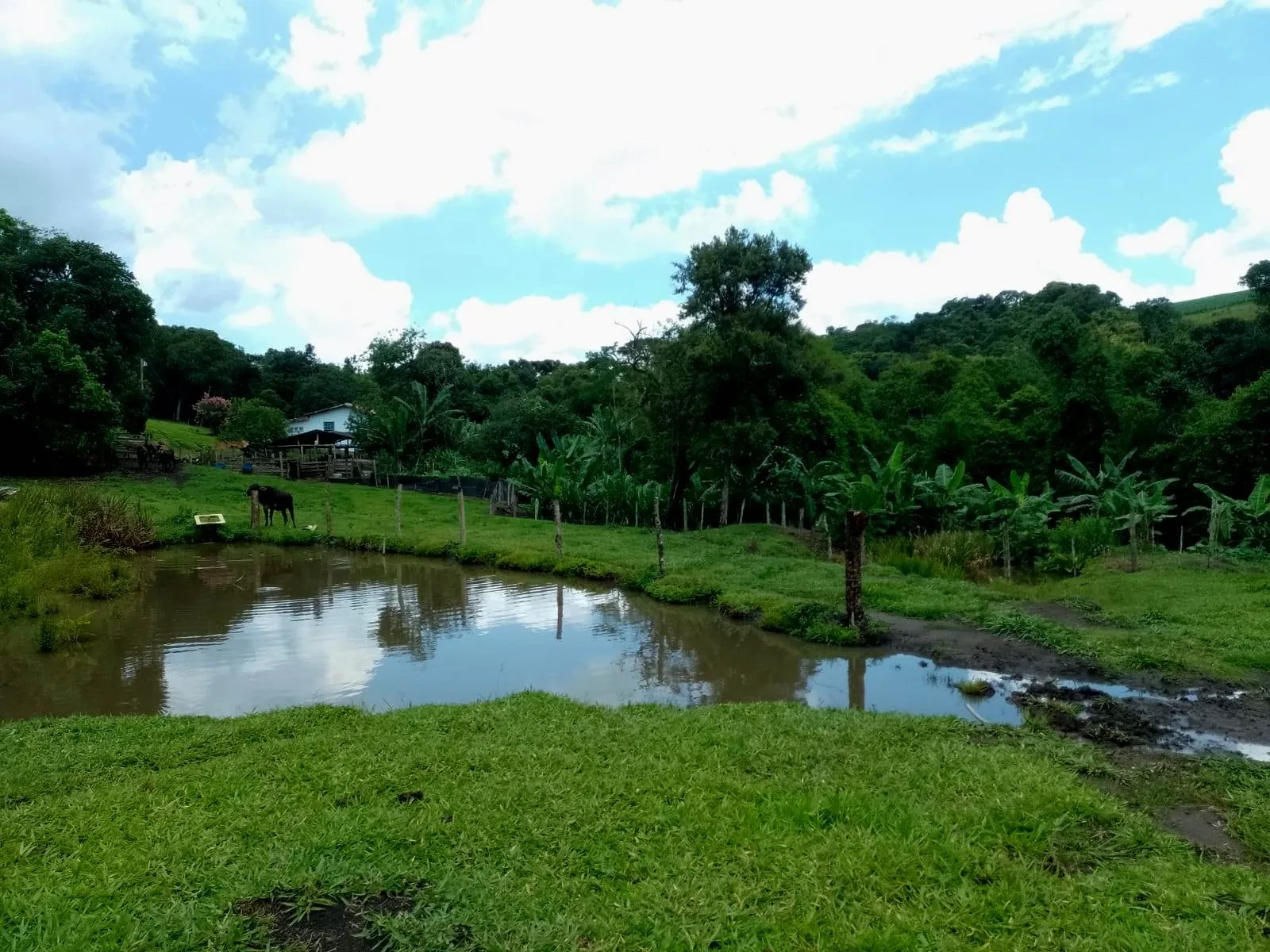 Imagem Fazenda à Venda, 5 Alq. MG em Caldas - Caldas