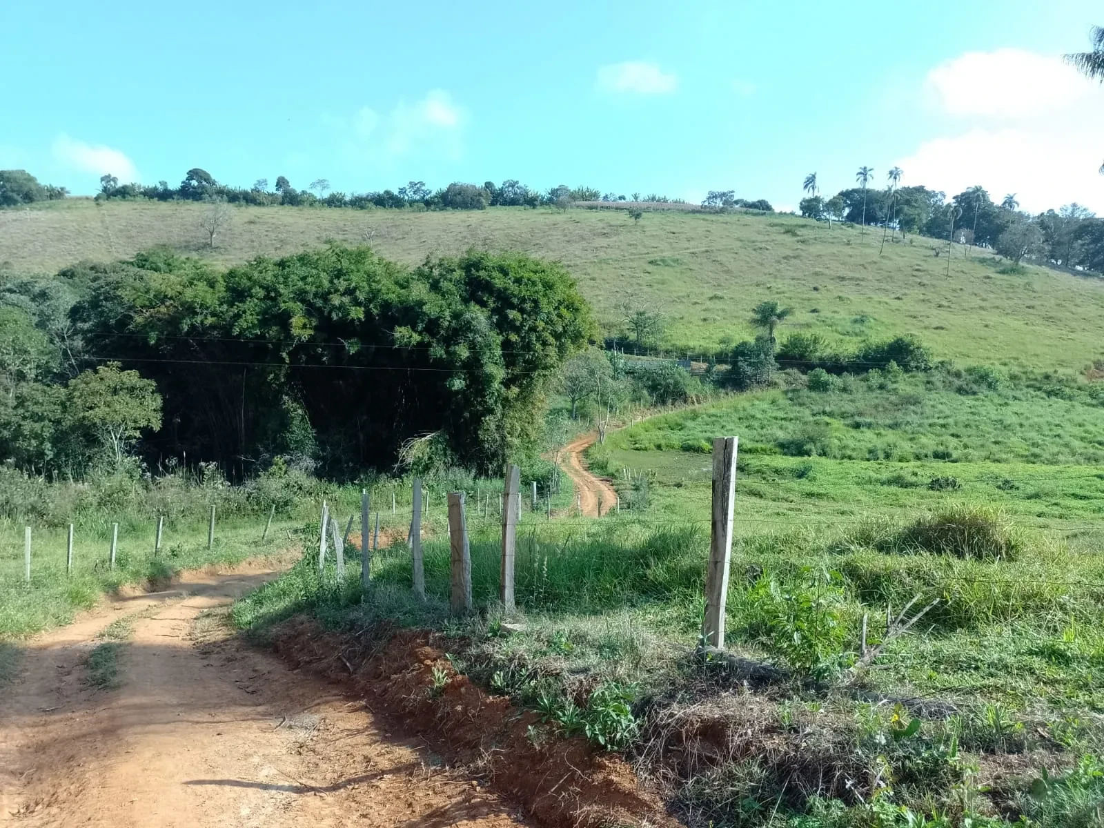 Imagem Fazenda à Venda, 5 Alq. MG em Bandeira do Sul - Bandeira do Sul