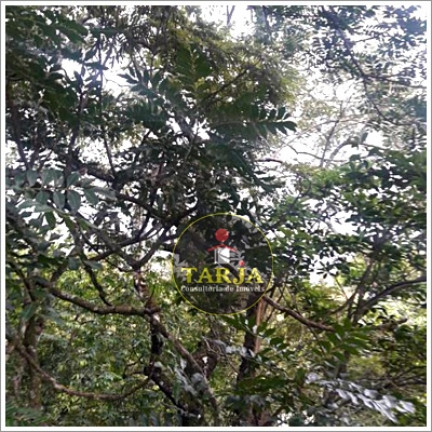 Imagem Terreno à Venda, 750 m² em Mata Fria - Mairiporã