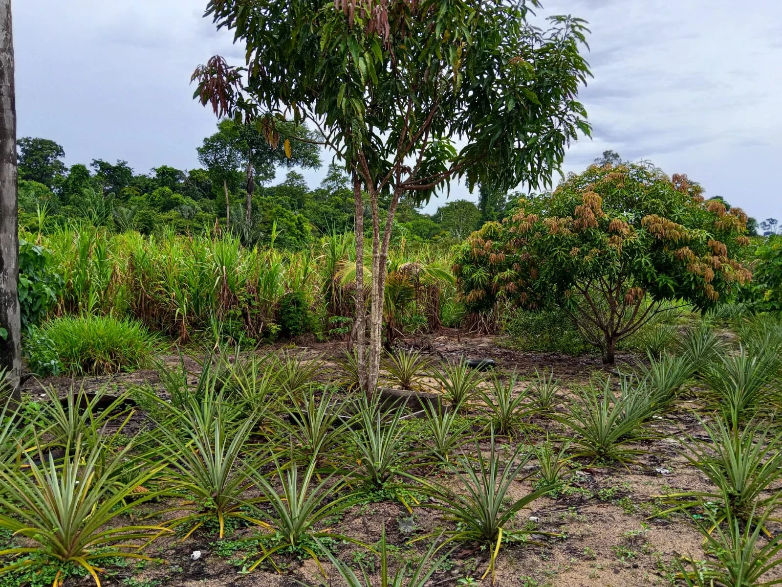 Imagem Fazenda à Venda, 132 m² em Candeias do Jamari - Candeias do Jamari