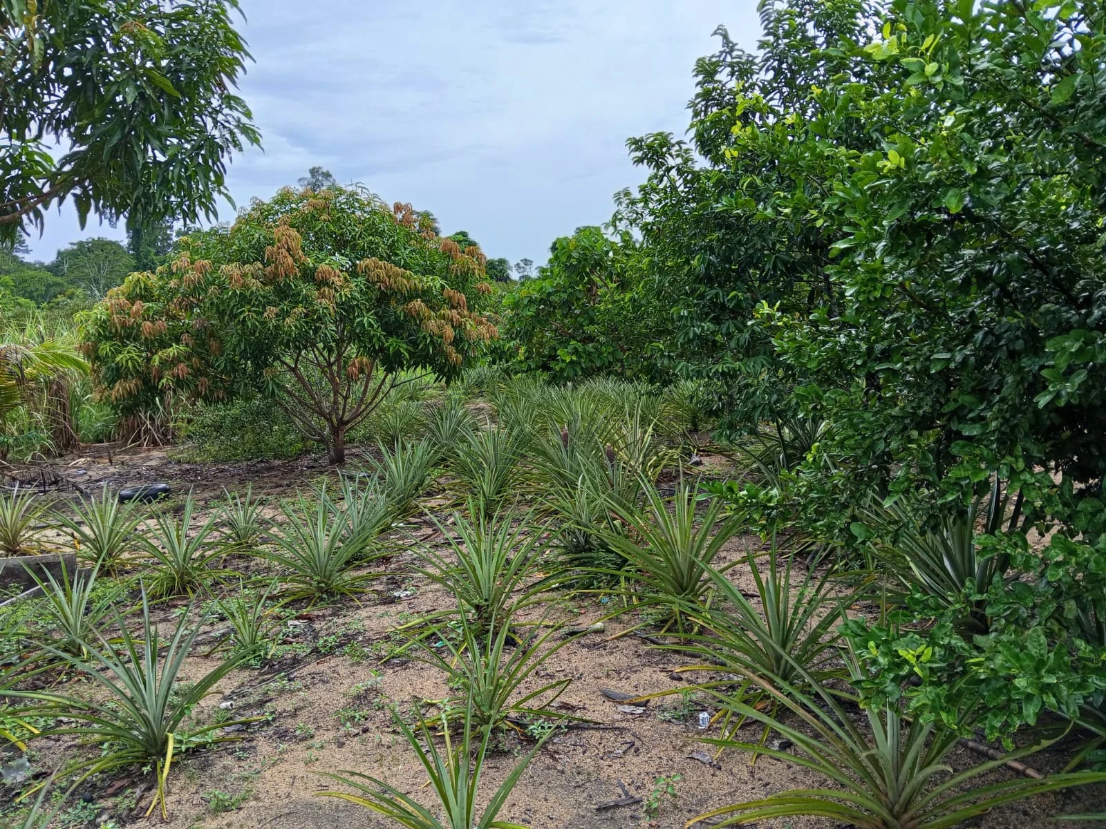 Imagem Fazenda à Venda, 132 m² em Candeias do Jamari - Candeias do Jamari