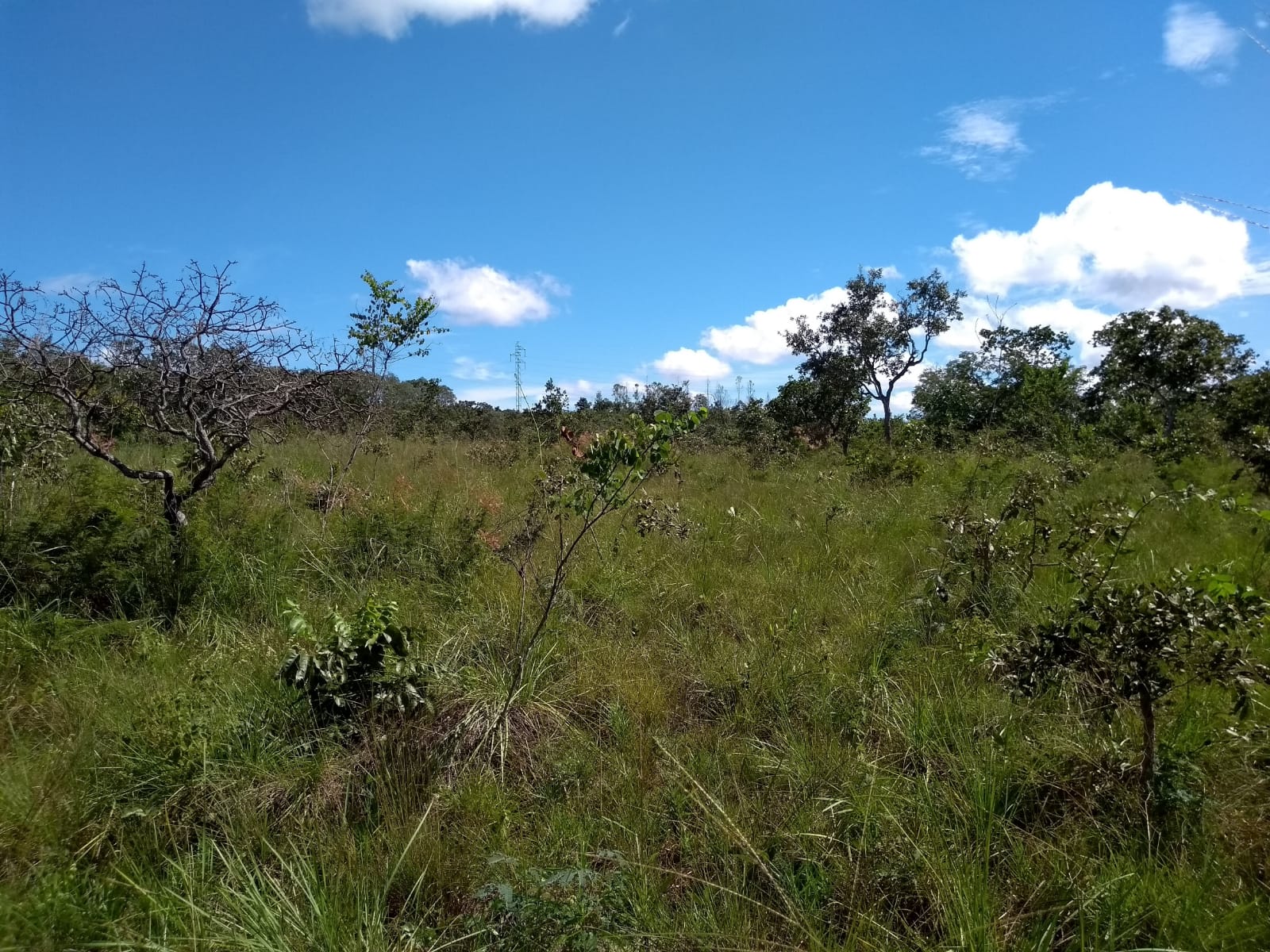 Imagem Fazenda à Venda, 2 HAem Zona Rural - Campinápolis