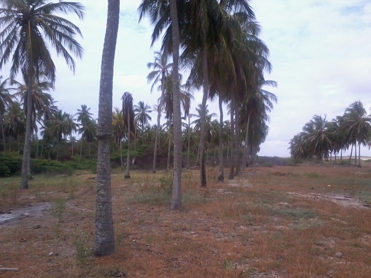 Imagem Terreno à Venda, 168.640 m² em Praia de Pititinga - Rio do Fogo