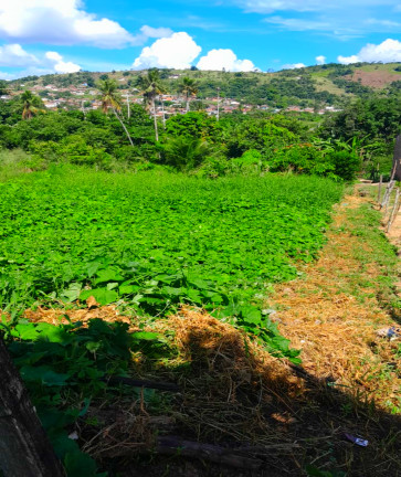 Foto do imóvel: Terreno à Venda, 690 m² em Matriz - Vitória de Santo Antão