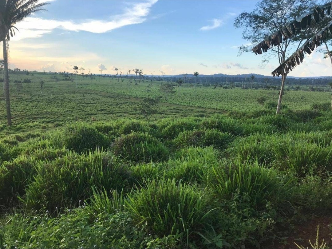 Foto do imóvel: Fazenda à Venda, 9.399 m² em Centro  - São Félix do Xingu