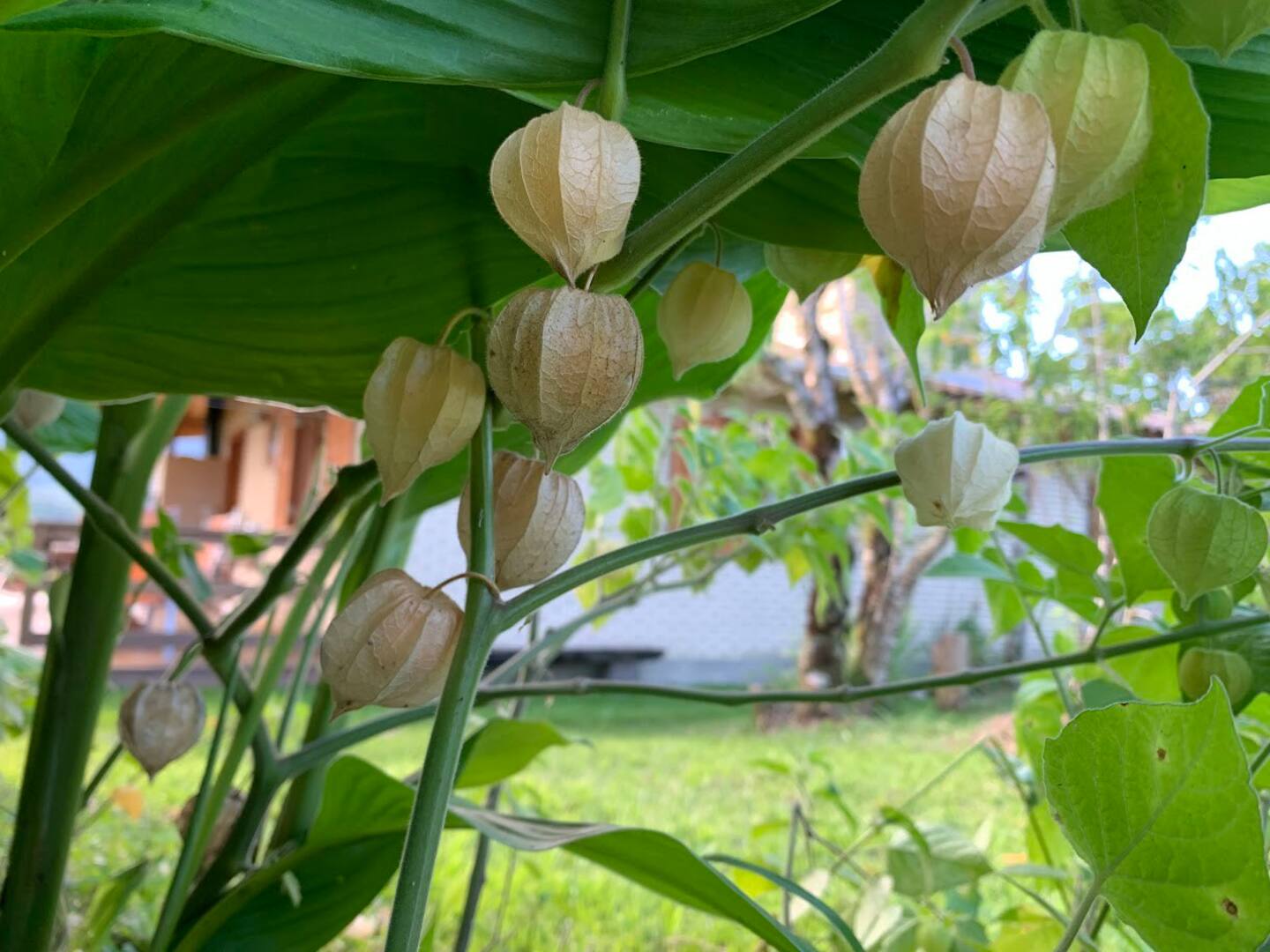 Foto do imóvel: Chácara com 2 Quartos à Venda, 133 m² em Centro - Santa Rosa de Lima