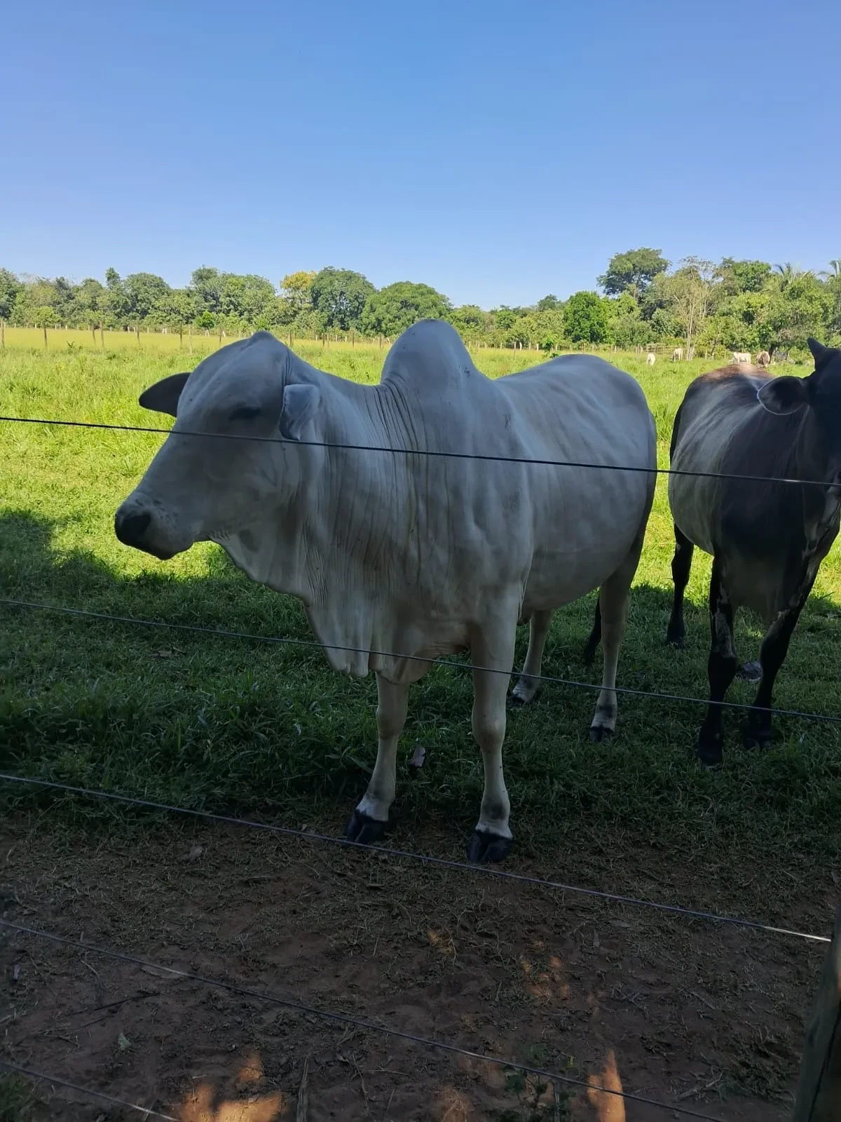 Imagem Chácara à Venda, 25000 m² em Poção - Cuiabá