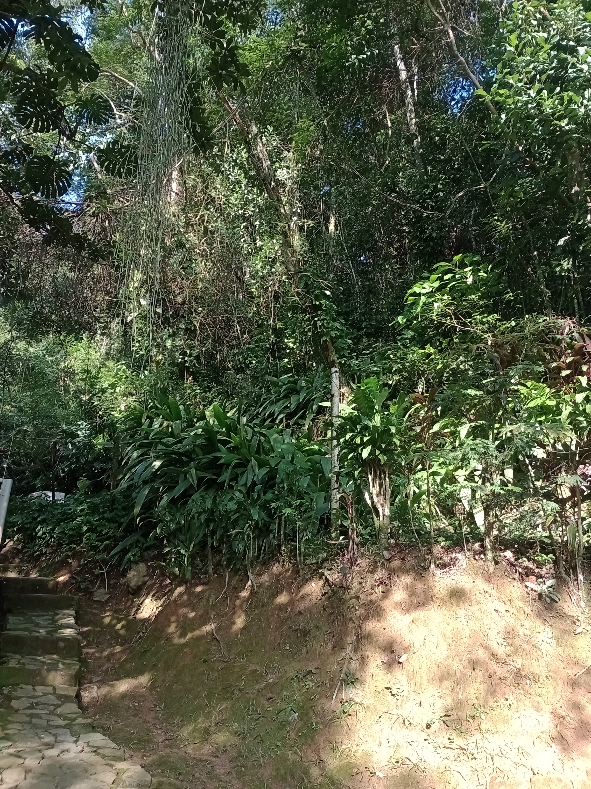 Imagem Terreno à Venda, 12.653 m² em Alto da Boa Vista - Rio de Janeiro