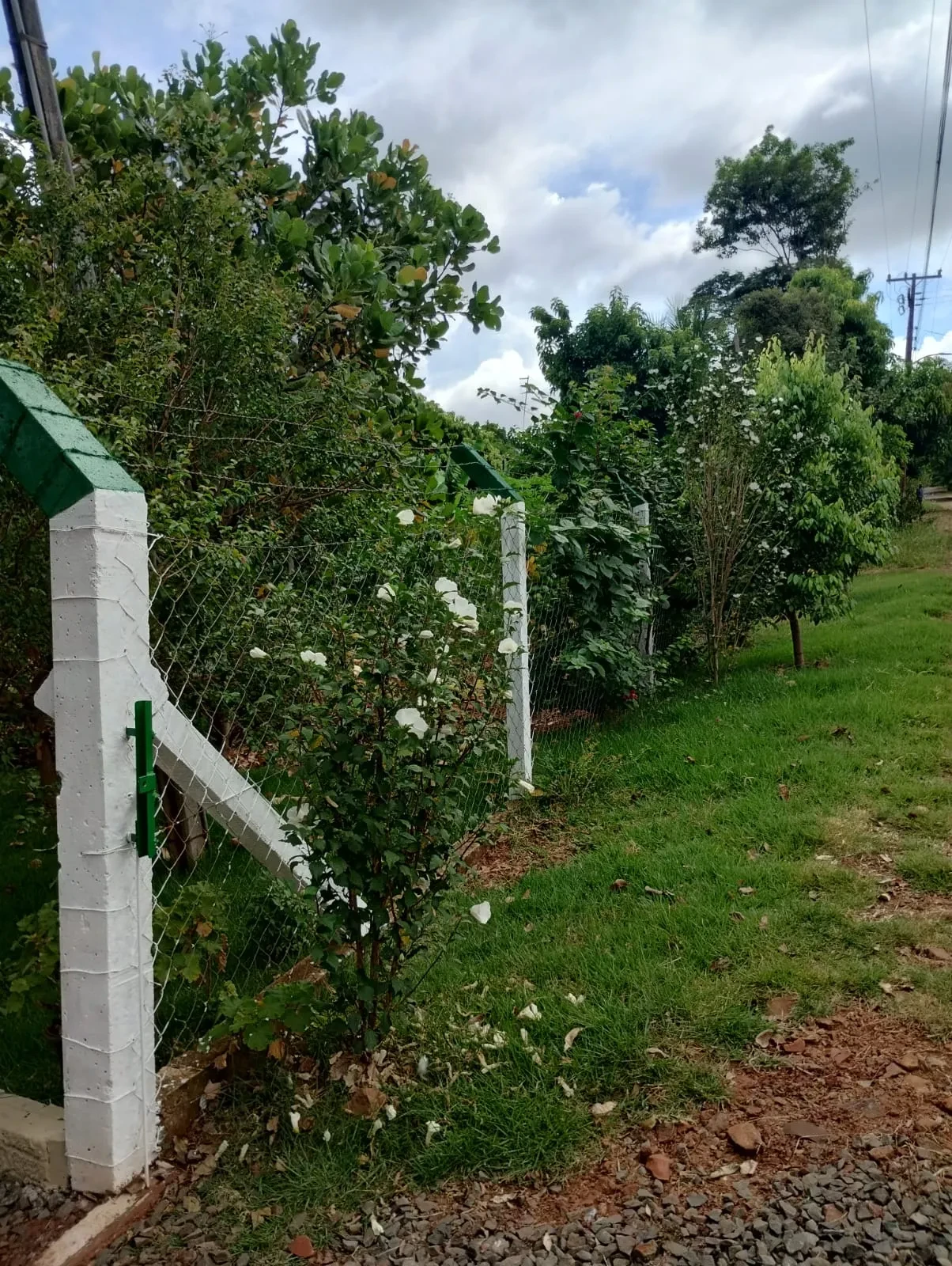 Imagem Chácara com 2 Quartos à Venda, 90 metros em Pitangueiras - Pitangueiras