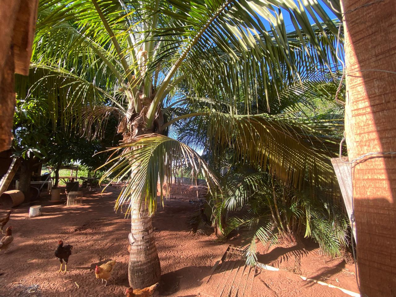 Imagem Chácara com 2 Quartos à Venda, 1.000 m² em Loteamento São Jorge - São José do Rio Preto