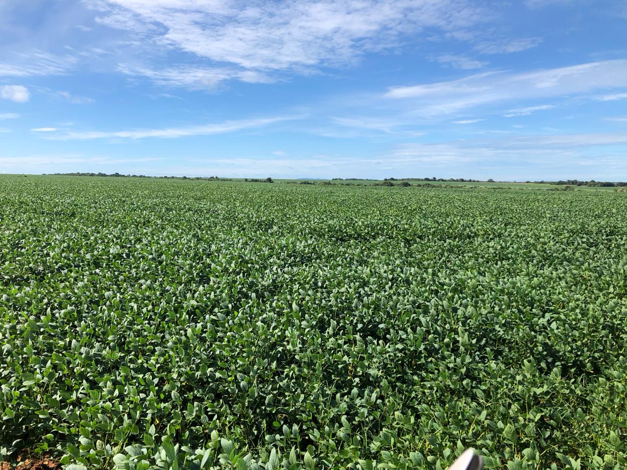 Imagem Fazenda à Venda, 309 m²em Zona Rural - Mundo Novo