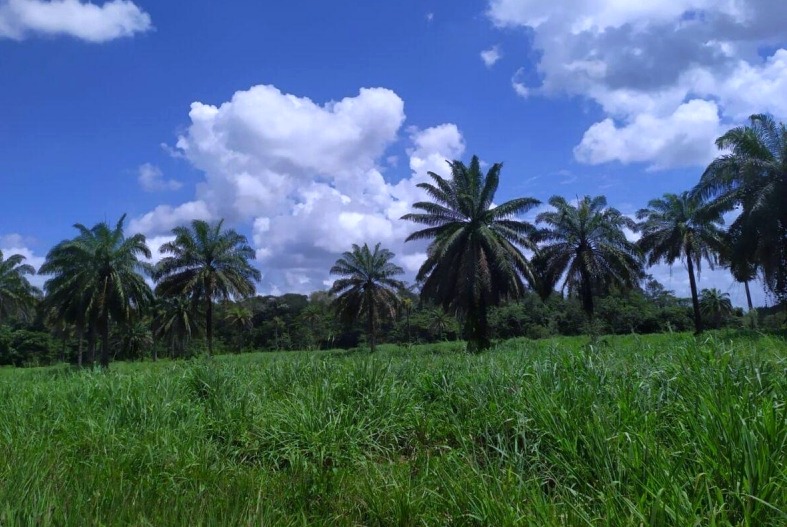 Imagem Terreno à Venda, 548 m²em AMERICANO - Santa Izabel do Pará