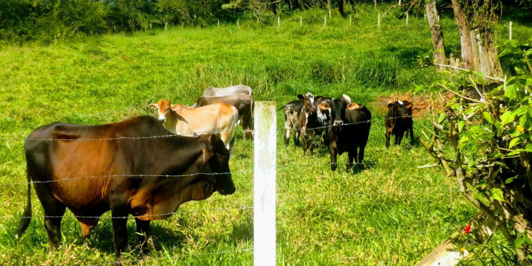 Imagem Chácara com 7 Quartos para Alugar ou Temporada,  em Jardim Portugal - Santa Isabel