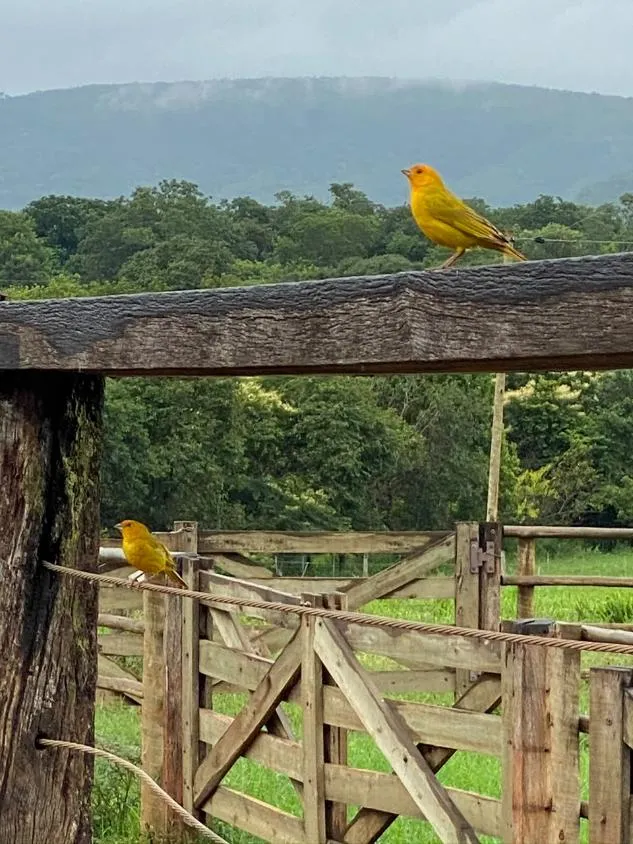 Imagem FAZENDA À VENDA EM FELIXLÂNDIA/MG | 105 HECTARES