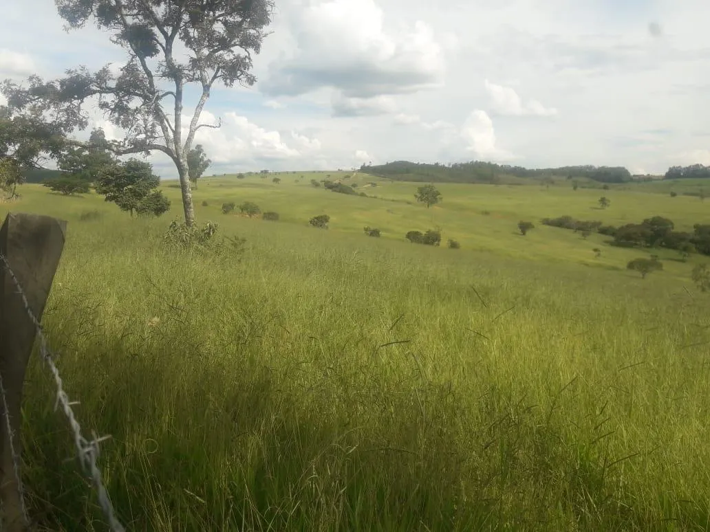 Imagem Vendo uma ótima fazenda em Passatempo 315 hectares